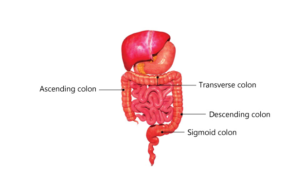 best doctor for colorectal treatment in kolkata