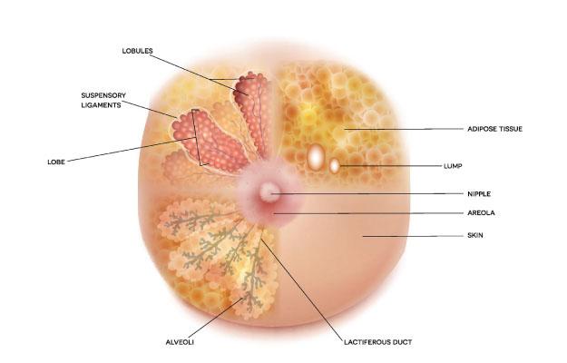 best breast lump removal surgeon in kolkata