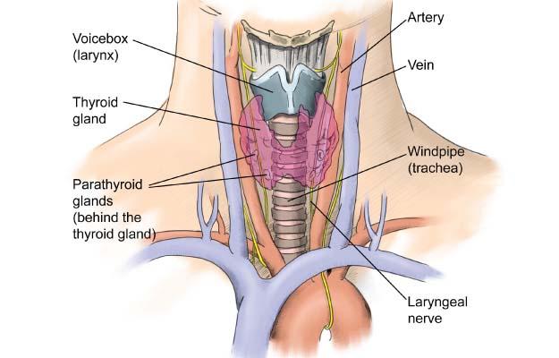 total thyroid removal surgery